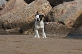 AMSTAFF ADULT 282
